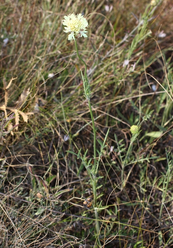 Image of Cephalaria uralensis specimen.