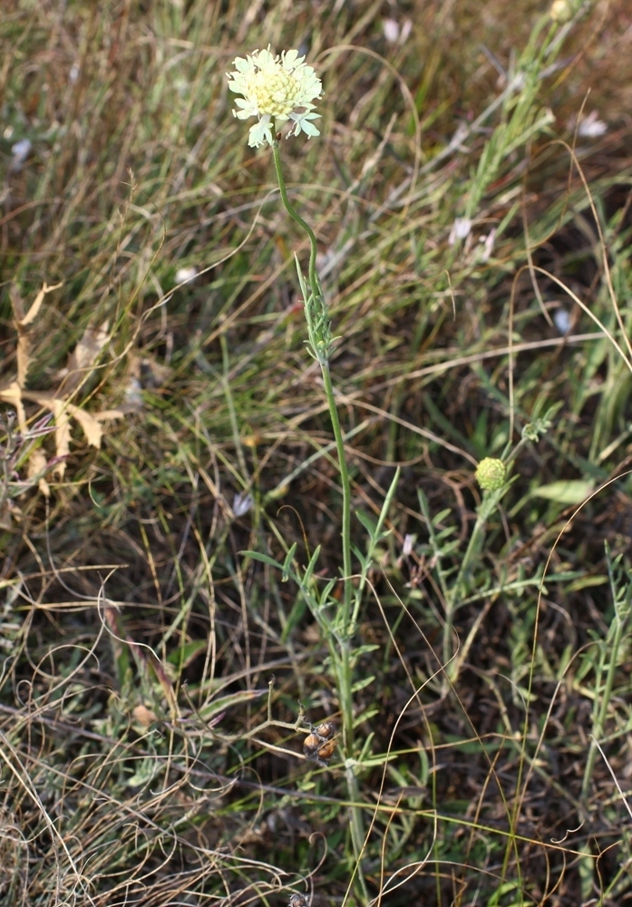 Изображение особи Cephalaria uralensis.