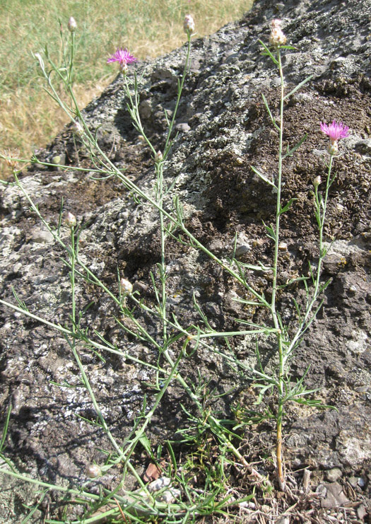 Изображение особи Centaurea sterilis.