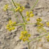 Ferula caspica