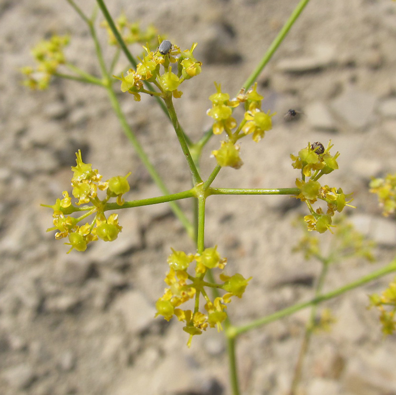 Изображение особи Ferula caspica.