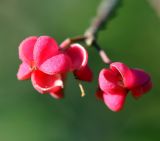 Euonymus europaeus. Раскрывшиеся плоды (крупно). Московская обл., Раменский р-н, окр. дер. Хрипань, садовый участок. 15.09.2014.