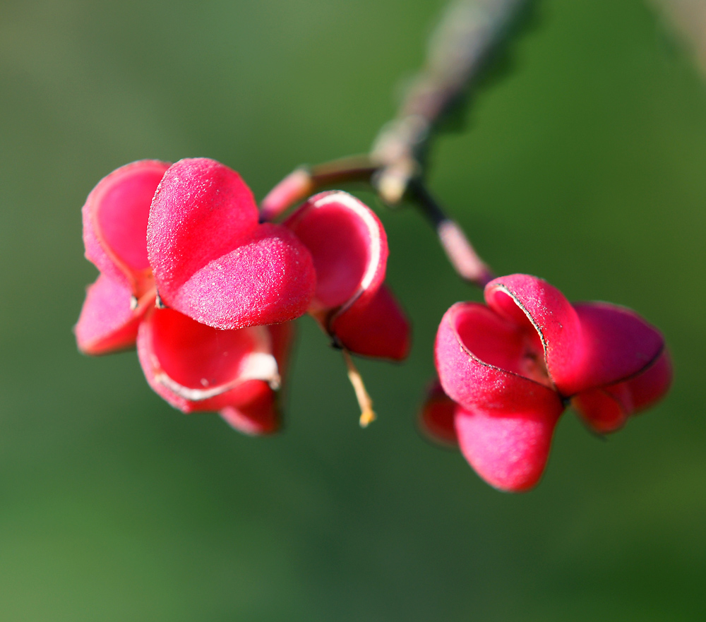 Изображение особи Euonymus europaeus.