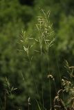 Bromopsis inermis. Верхушки побегов с соцветиями. Белгородская обл., окрестности пос. Борисовка. 27.06.2009.