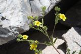 Potentilla tschimganica