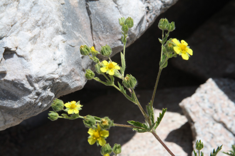 Изображение особи Potentilla tschimganica.