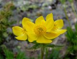 Anemonastrum speciosum