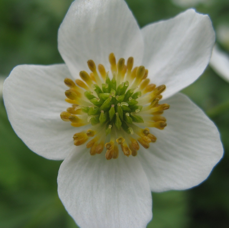 Image of Anemonastrum biarmiense specimen.