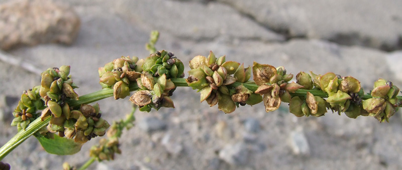 Image of Atriplex nudicaulis specimen.