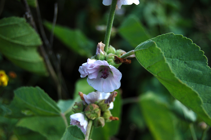 Изображение особи Althaea officinalis.