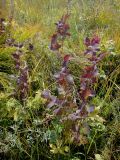 genus Thalictrum. Растение с осенней окраской листьев. Иркутская обл., Иркутский р-н, окр. дер. Позднякова, заболоченный луг с редкими кустарниками. 06.09.2014.