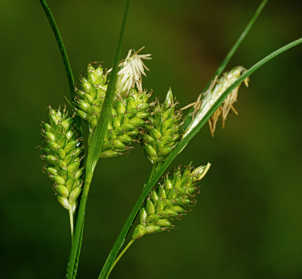 Image of Carex pallescens specimen.