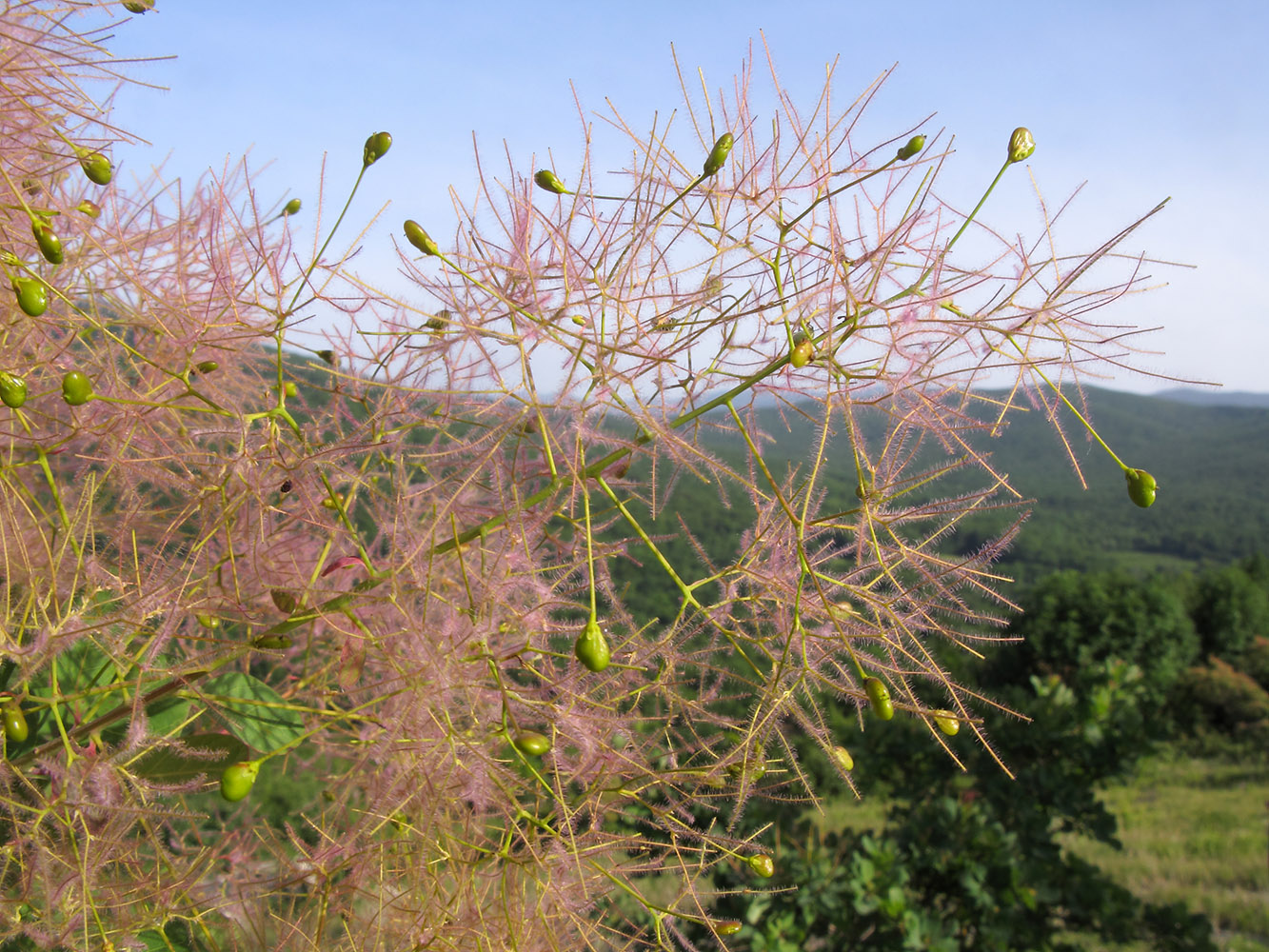 Изображение особи Cotinus coggygria.