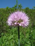 Allium clathratum