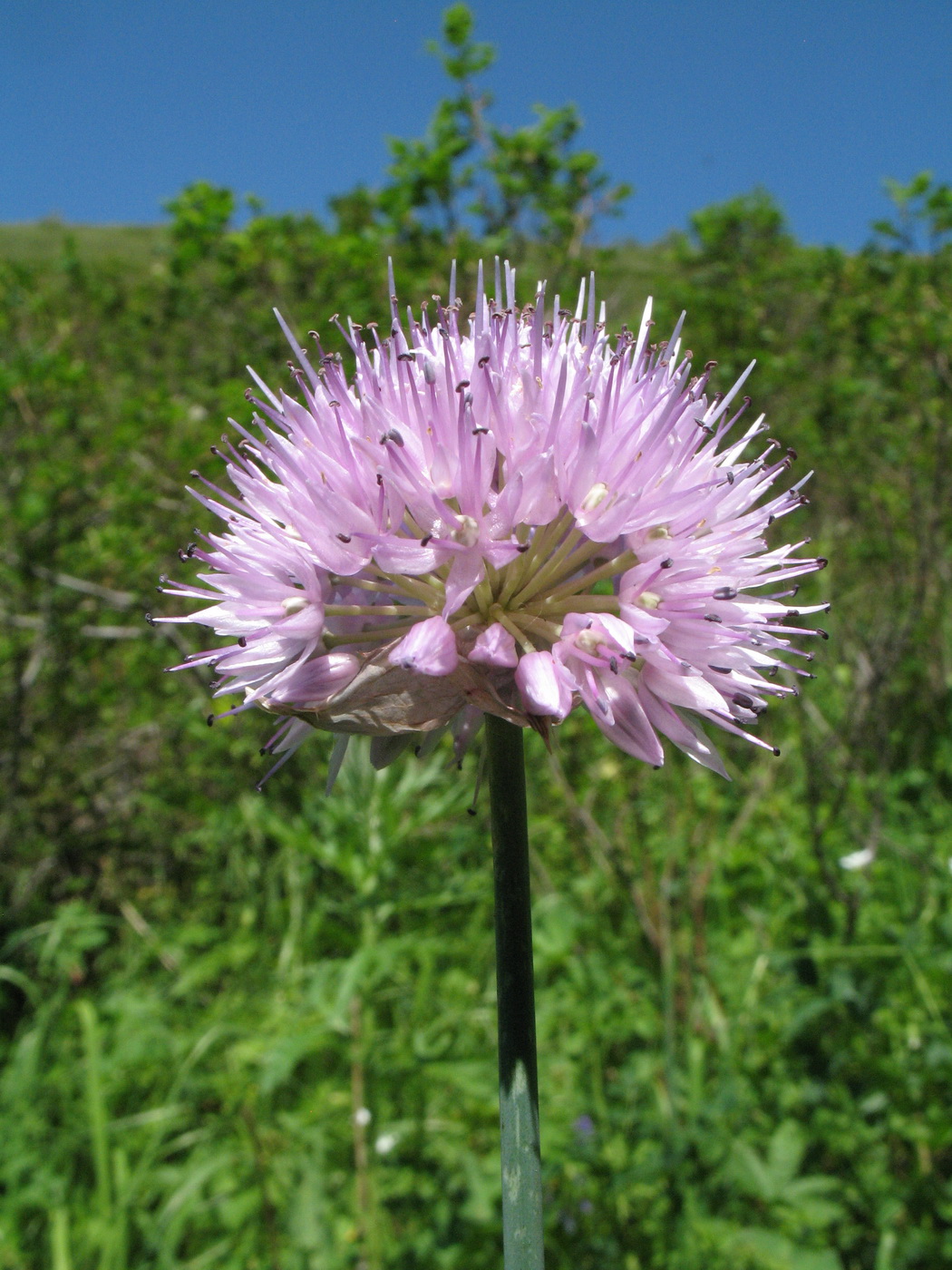 Изображение особи Allium clathratum.