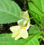 Impatiens parviflora. Цветок. Украина, Харьковская обл., Дергачевский р-н, окр. с. Караван, пойма р. Лопань, широколиственный лес. 23.07.2014.