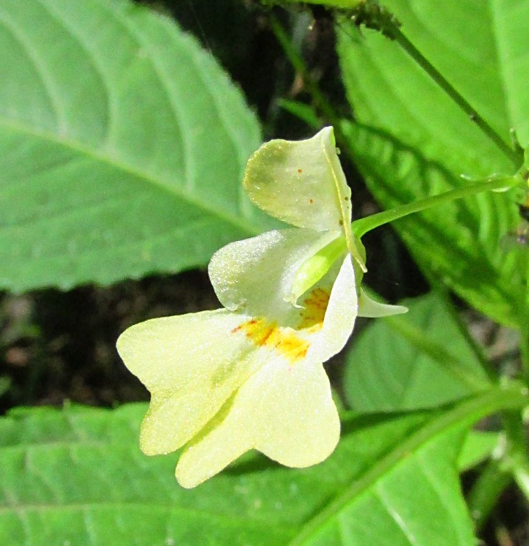 Image of Impatiens parviflora specimen.