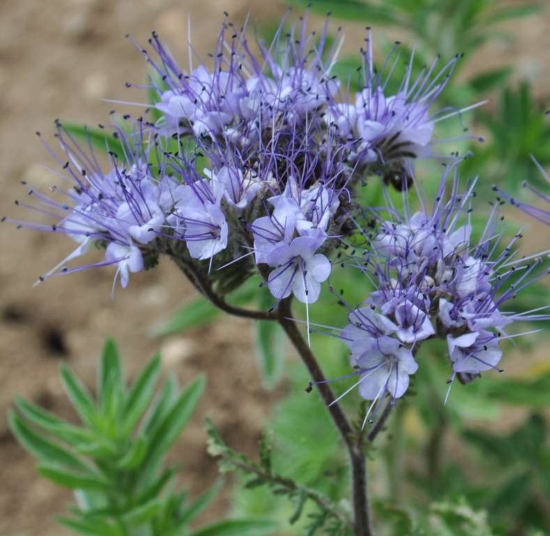 Image of Phacelia tanacetifolia specimen.