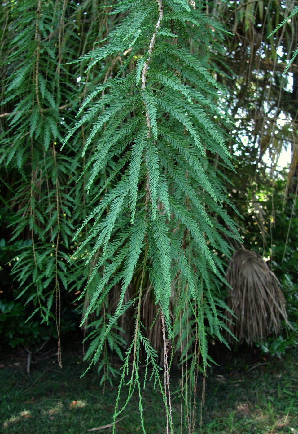 Изображение особи Taxodium distichum.