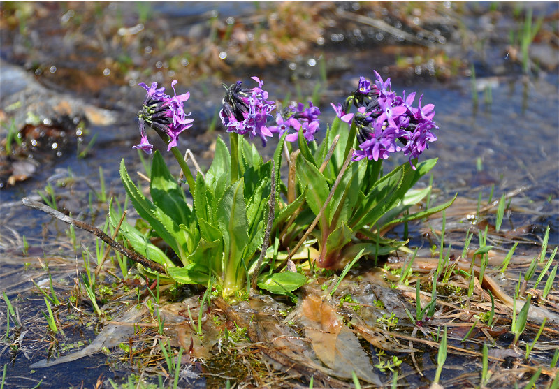 Image of Primula nivalis specimen.
