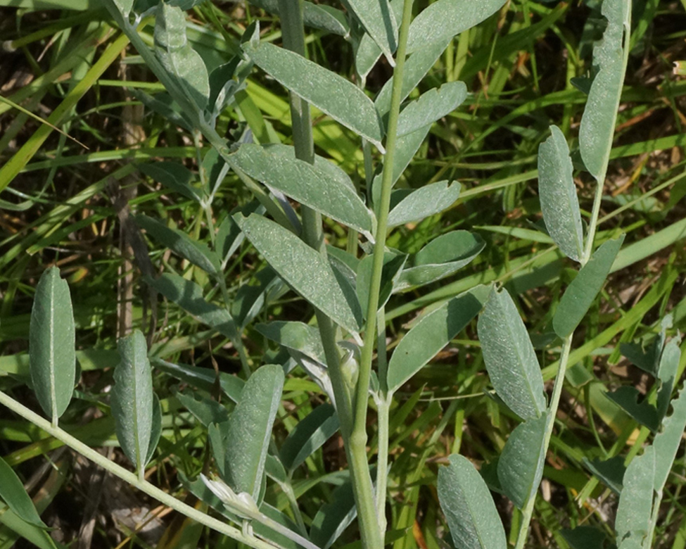 Изображение особи Pseudosophora alopecuroides.