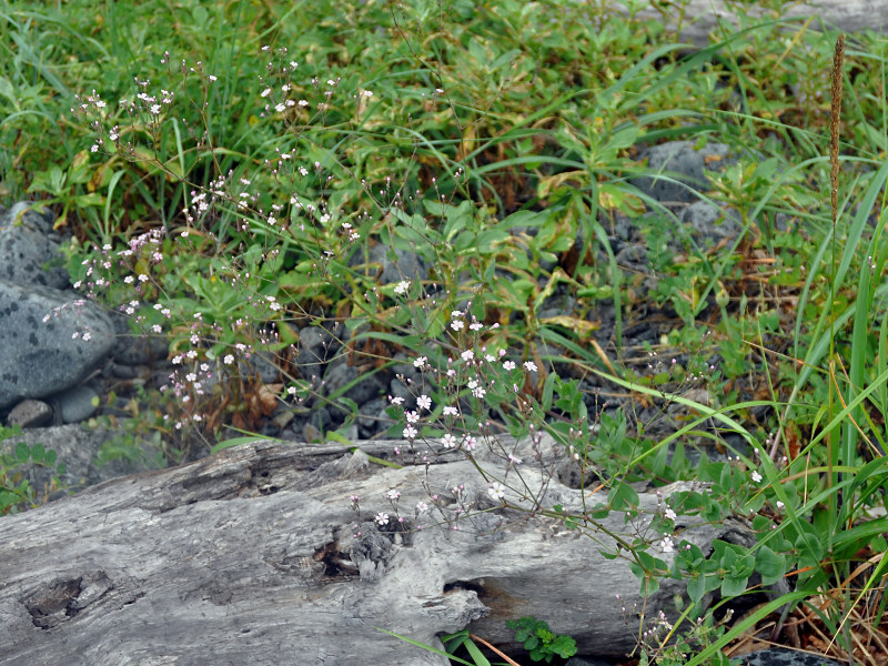 Image of Gypsophila pacifica specimen.