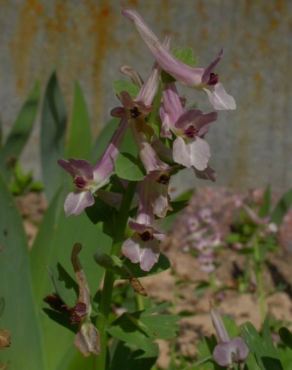 Image of Corydalis × allenii specimen.
