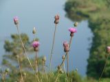 Cirsium serratuloides