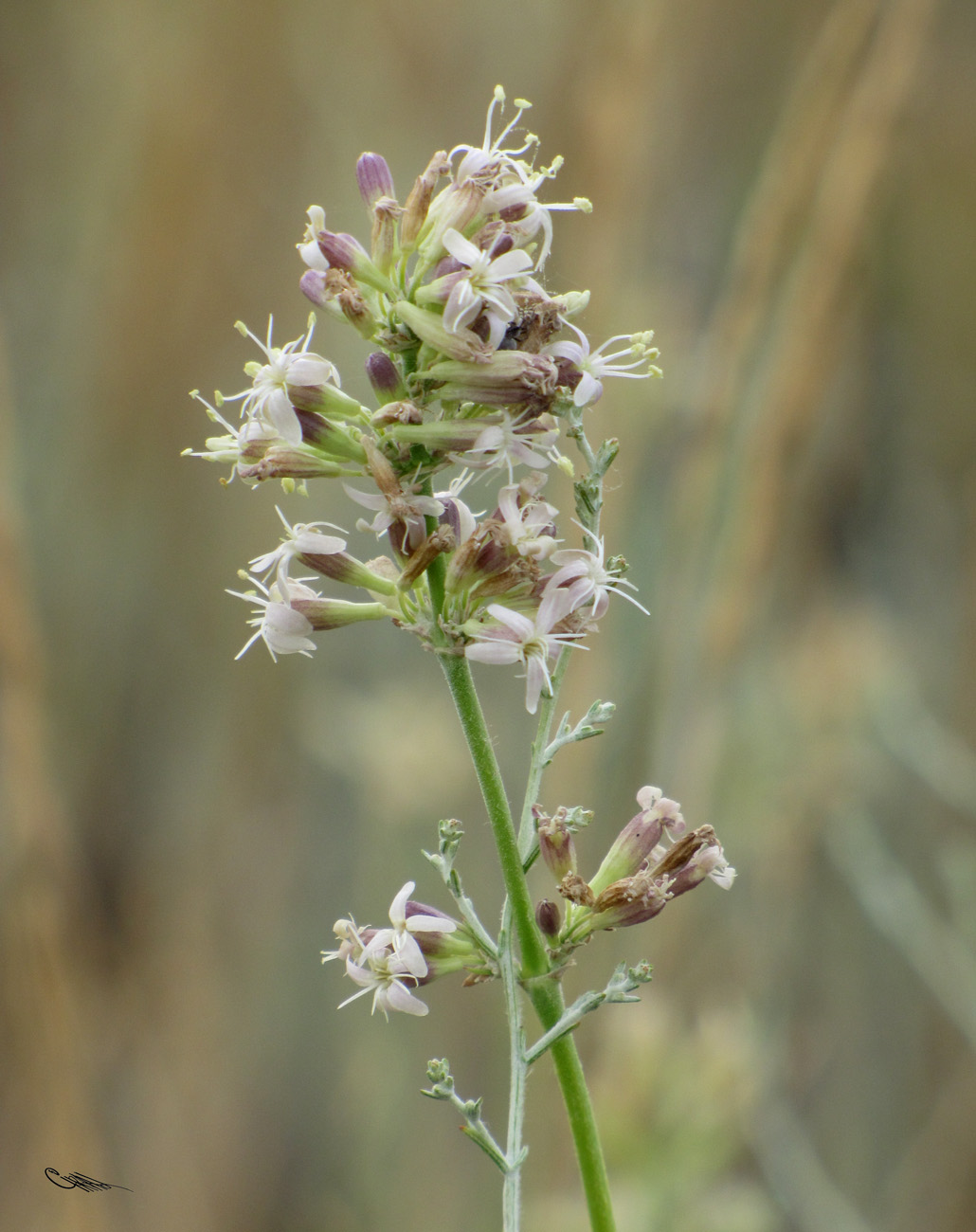 Image of Silene sibirica specimen.