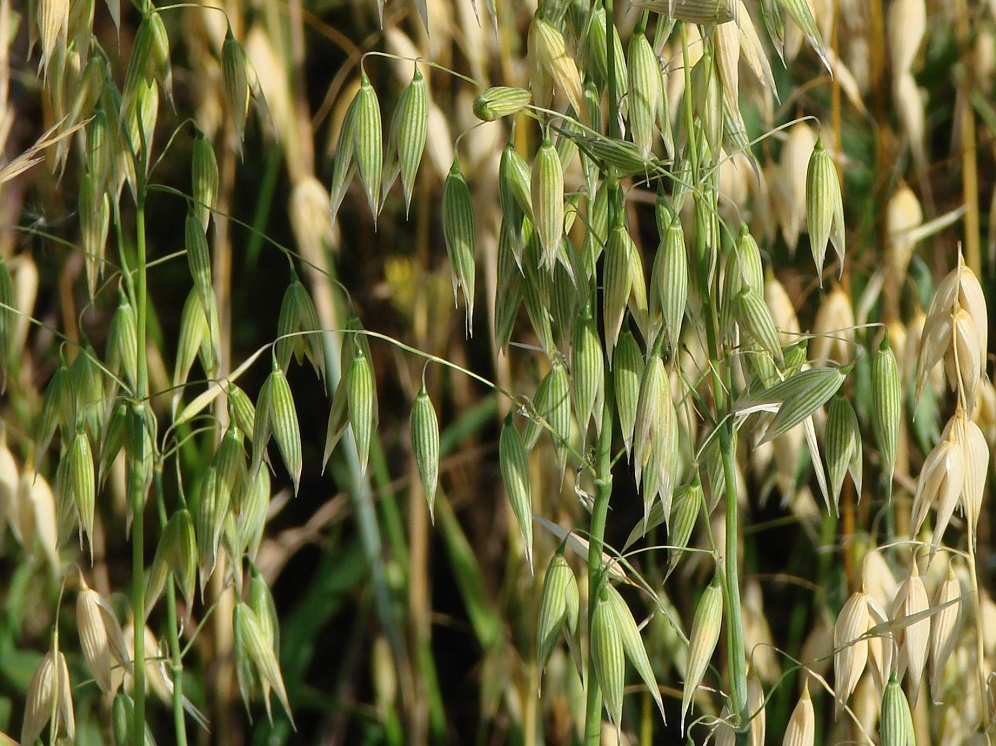 Изображение особи Avena sativa.