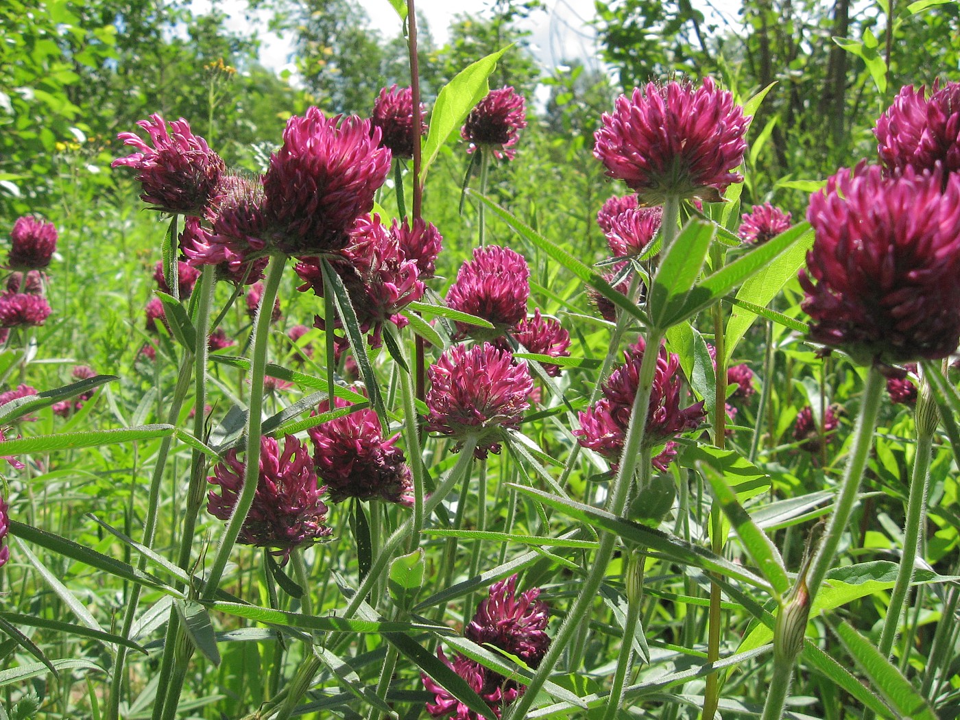 Изображение особи Trifolium alpestre.