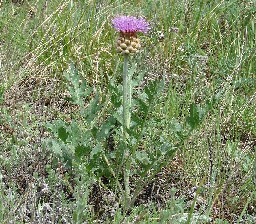 Image of Stemmacantha uniflora specimen.