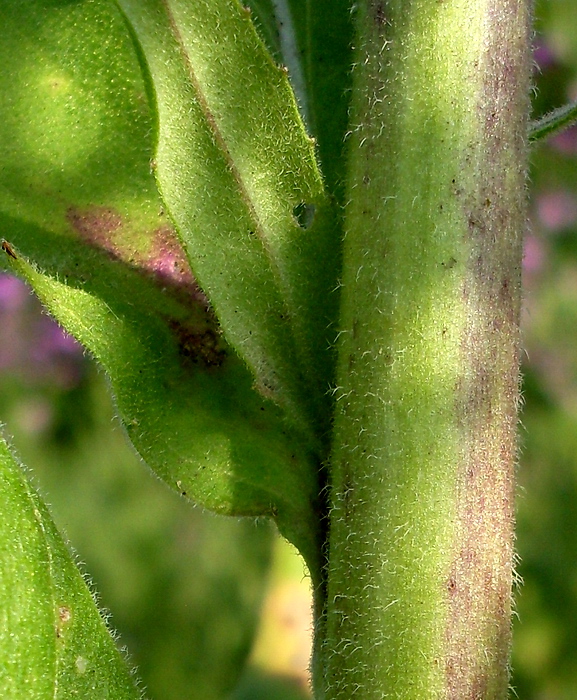 Изображение особи Hesperis pycnotricha.