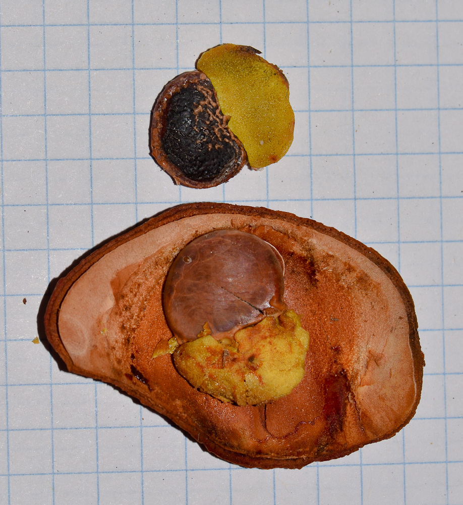 Image of Schotia brachypetala specimen.