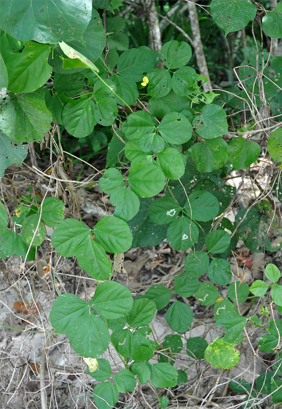 Image of Vigna marina specimen.