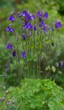 Aquilegia sibirica