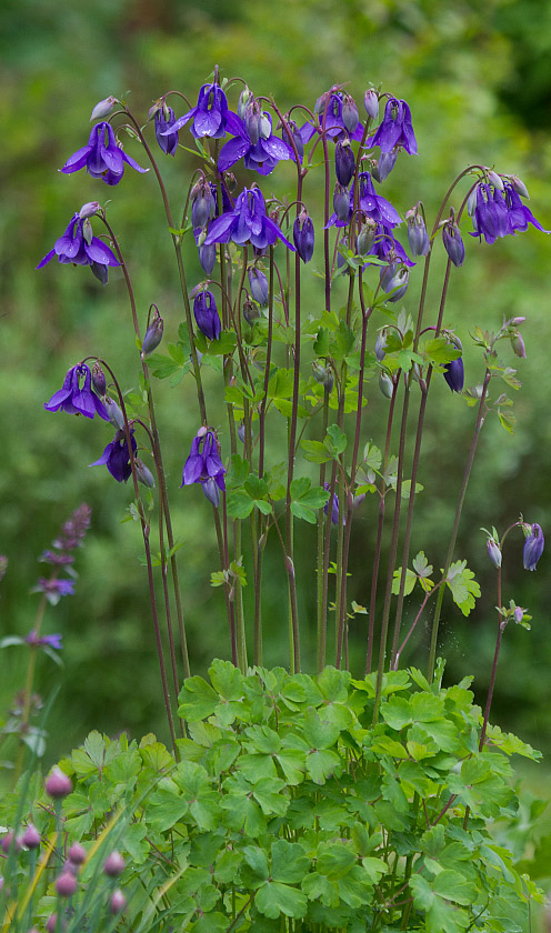 Изображение особи Aquilegia sibirica.