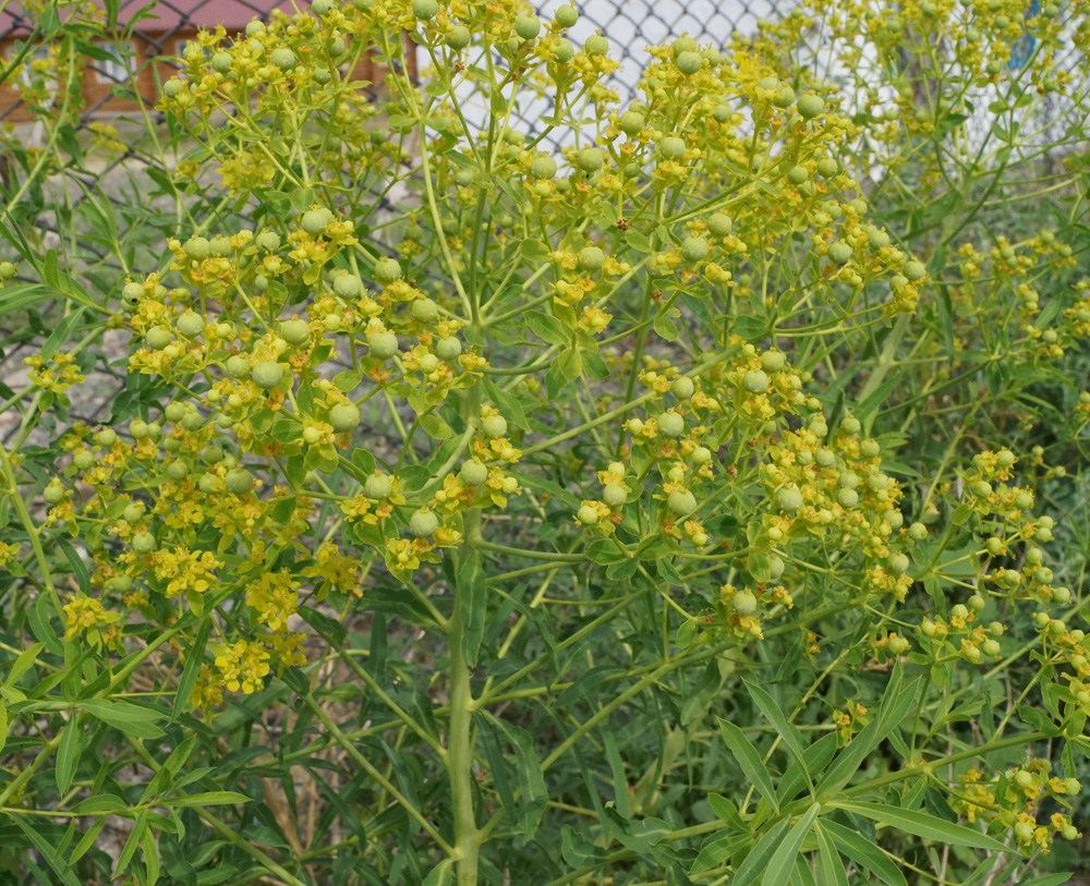Image of Euphorbia soongarica specimen.