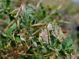 Vicia nervata