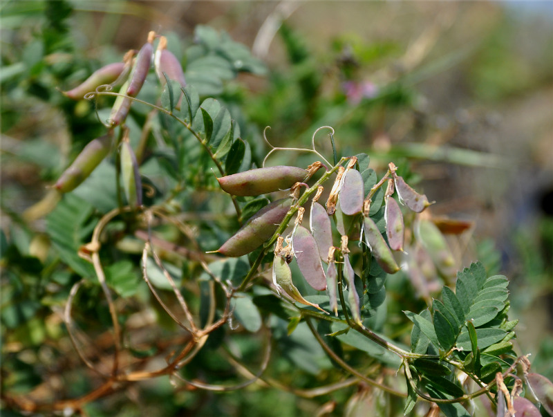 Image of Vicia nervata specimen.