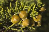 Juniperus phoenicea