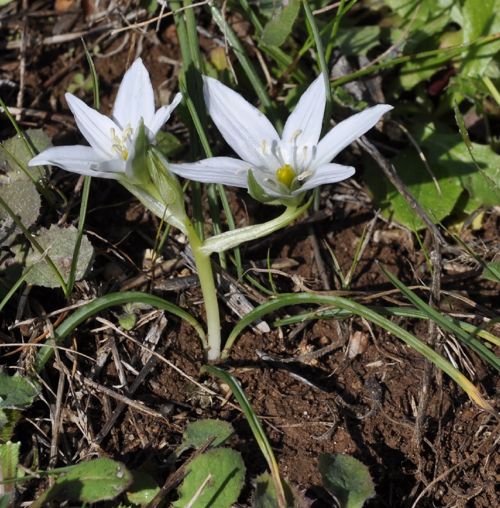 Изображение особи род Ornithogalum.