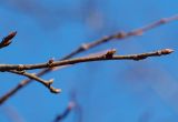 Ulmus laevis. Побег с покоящимися вегетативными почками. Санкт-Петербург. 25.04.2009.