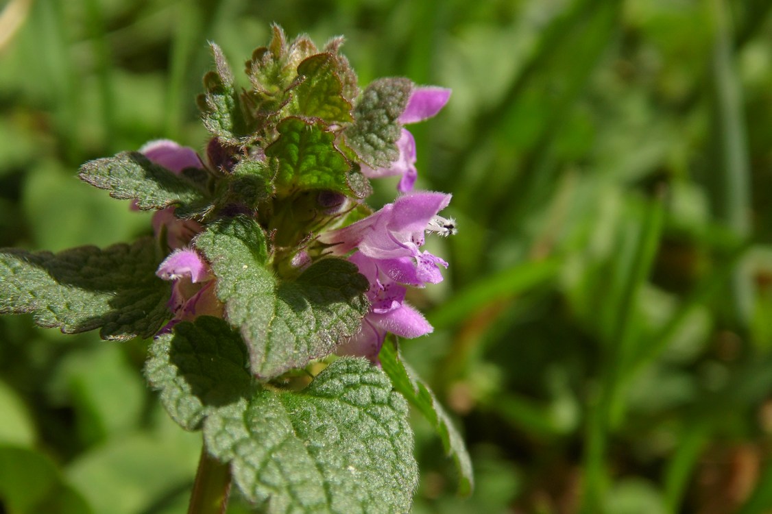 Изображение особи Lamium purpureum.