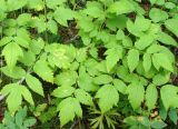 Cimicifuga foetida