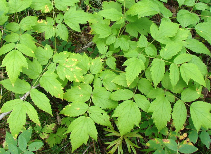 Image of Cimicifuga foetida specimen.