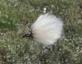 Eriophorum vaginatum