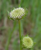 Jasione montana