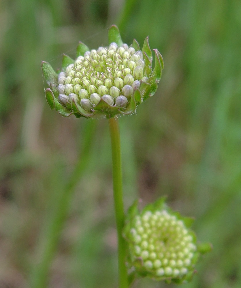 Image of Jasione montana specimen.