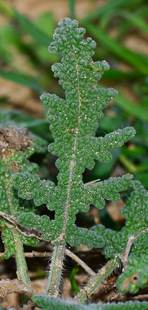 Image of Salvia lanigera specimen.